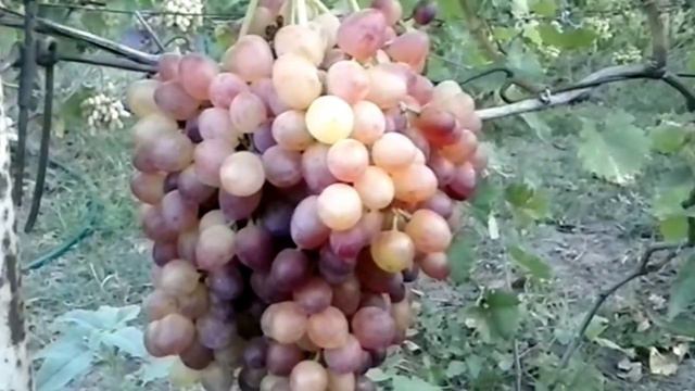 Кишмиш Велес смотреть онлайн