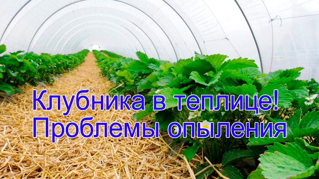Клубника в теплице! Проблемы опыления смотреть онлайн