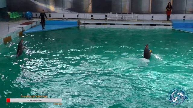 Репетиция - всему голова! Ваши любимые артисты вместе на сцене Санкт-Петербургского Дельфинария! смотреть онлайн