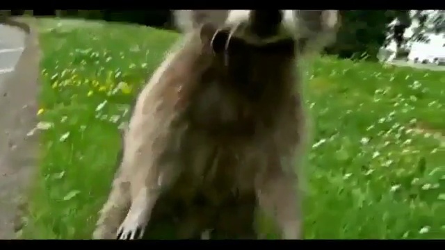 Забавные еноты смотреть онлайн