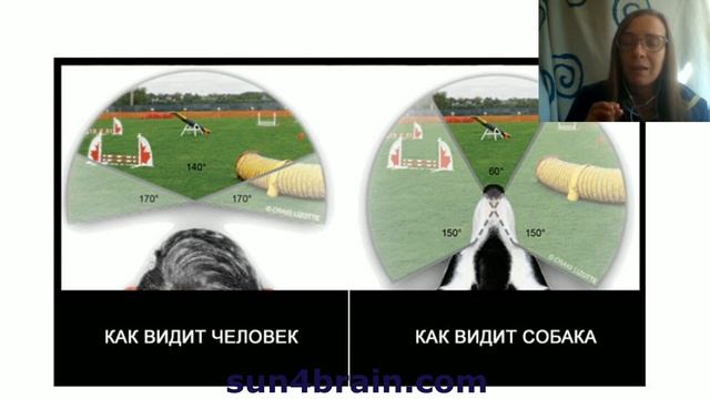 Как видит мир пес? Какие цвета различает собака? Смотрим на мир глазами собаки смотреть онлайн
