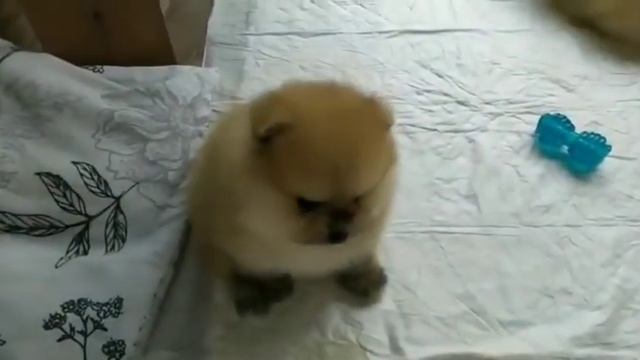 Щенята породы Шпиц смотреть онлайн