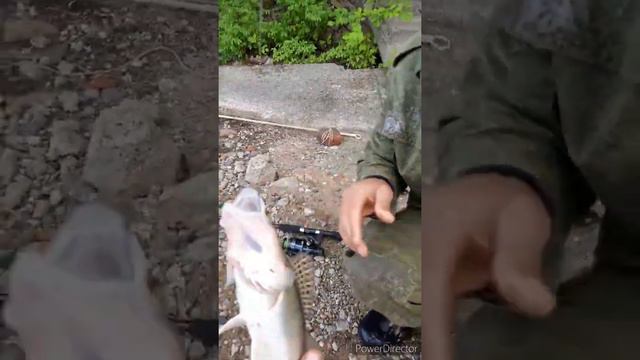 Рыбалка.Ехали на карася ,а поймали судака и язя смотреть онлайн