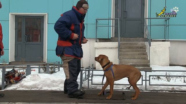 Работа инструктора дрессировщика, обучение хозяйки щенка риджбека дрессировке, команда стоять смотреть онлайн