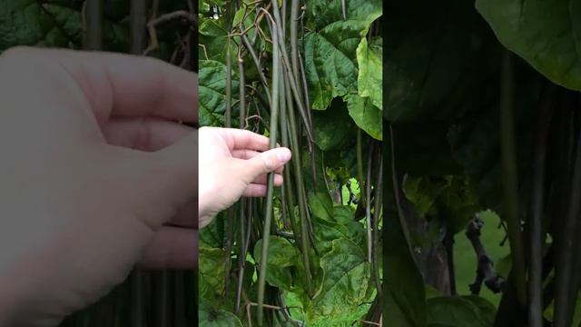 Indian bean tree (Catalpa bignonioides) - fruit - September 2017 смотреть онлайн