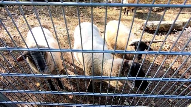 GoPro Hero 7 Black тест видео звука и стабилизации полный провал.