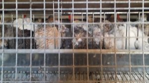 Перепела. Как подсадить молодняк к старым особям