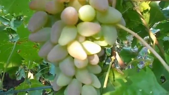 Сорт винограда Оригинал. смотреть онлайн