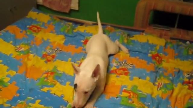 Миниатюрный бультерьер с соской | Miniature bull terrier смотреть онлайн