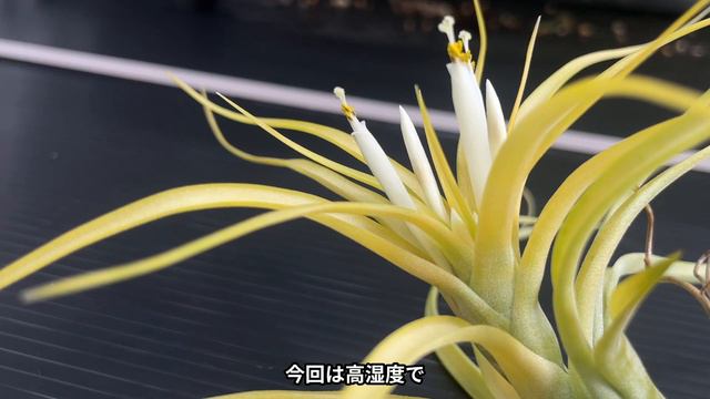 【白花品種！】Tillandsia brachycaulos 'Sunglow' 開花！ смотреть онлайн