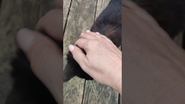 Очаровательный котик охраняет проход к Бжидским водопадам смотреть онлайн