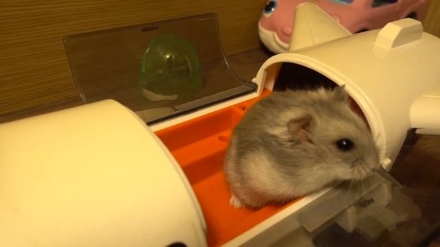Хомяк в самолёте. Эксперимент с котом и хомяком смотреть онлайн