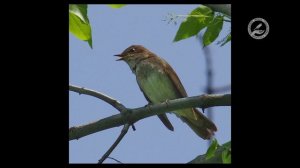 Пение восточного соловья.