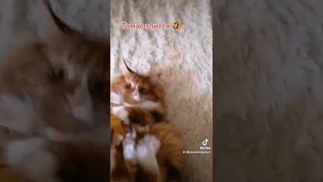 #Томас #мейнкун #котикмойлюбимый #дома #смешныеживотные #cat #Череповец #россия #рекомендации смотреть онлайн