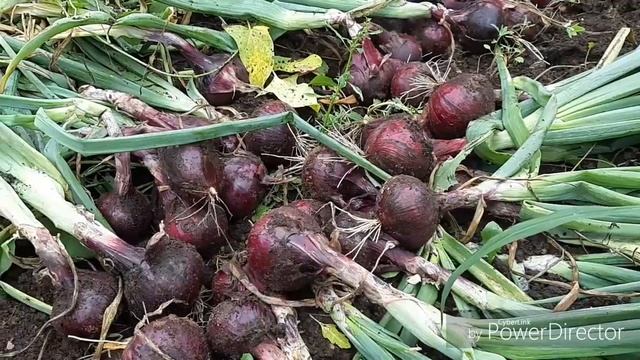 #лук#урожай. Уборка лука. И подготовка к хранению. смотреть онлайн