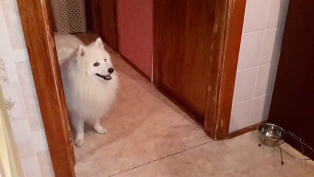 Японский Шпиц смотреть онлайн