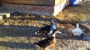 Утки или  гуси? Какая птица лучше для разведения?