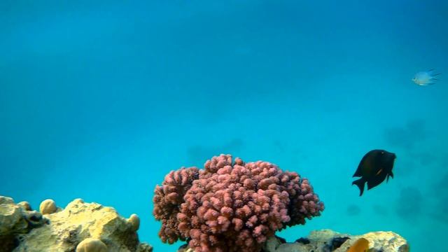 Blackback butterflyfish (Chaetodon melannotus), Черноспинная  рыба-бабочка смотреть онлайн