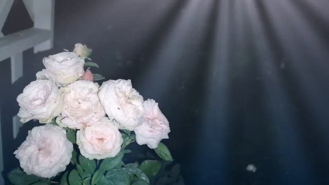 Вечерняя прогулка по саду. 31.07.2021. смотреть онлайн