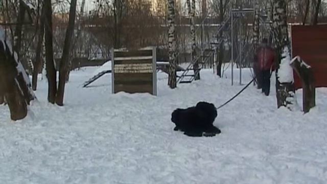 Русский Чёрный Терьер АДАМ охрана места! www.adam-brt.ru смотреть онлайн