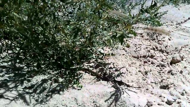 Гадюка быстро ползёт по песку в сторону кустов смотреть онлайн