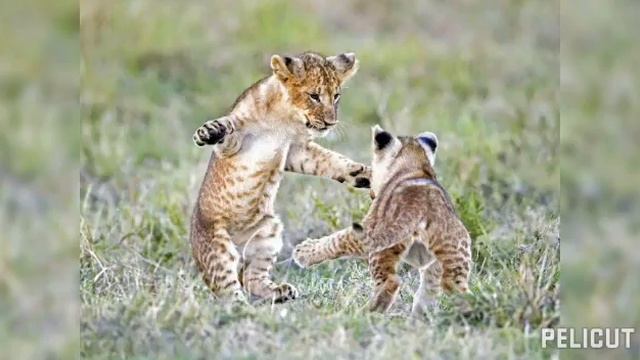 Асали:Наша Территория)))! смотреть онлайн