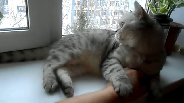 Мой британский кот Тимон смотреть онлайн