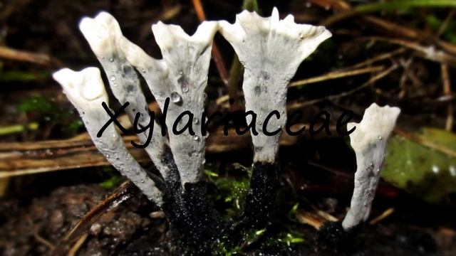 How to Pronounce Xylariaceae? смотреть онлайн