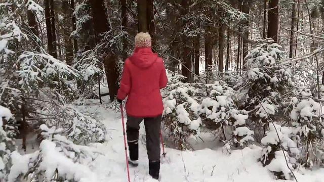 Скандинавская ходьба по заснеженному лесу смотреть онлайн
