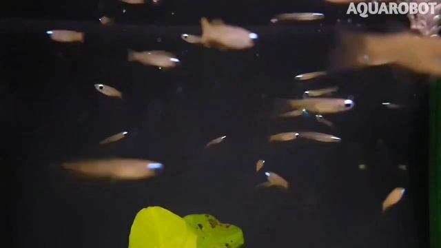 Голубоглазка Нормана | (Aplocheilichthys normani). смотреть онлайн