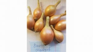 Лучшие сорта лука шалот. Смотреть всем.