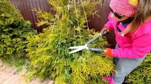 Как подстричь тую конусом быстро и просто / Стрижка туи легко / Обрезка туи / Часть 2