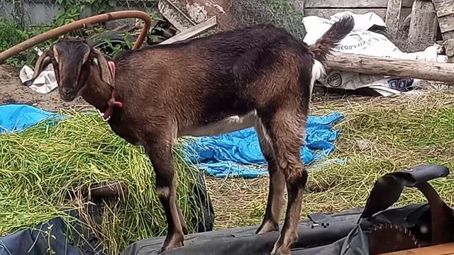 Умная коза. смотреть онлайн