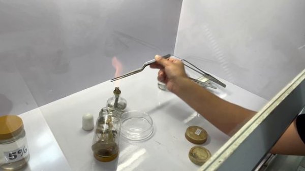 DIY Plant Tissue Culture Set Up: How to use your Aseptic Culture Starter Kit