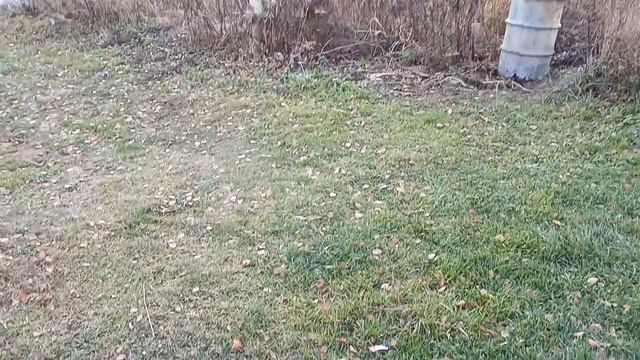 Офигеть! Комары в ноябре смотреть онлайн