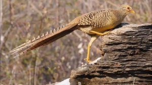 ЗОЛОТОЙ ФАЗАН - Птица, которой восхищаются