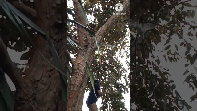 Sewing Break: Our Journey Of Finding Caimito Fruit