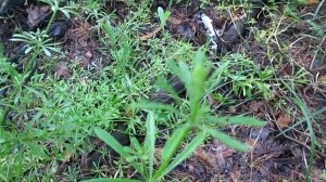 ПОДМАРЕННИК ЦЕПКИЙ. ПОЛЕЗНЫЕ СВОЙСТВА