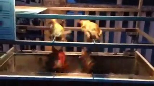 Самый быстрый гриль Вьетнама