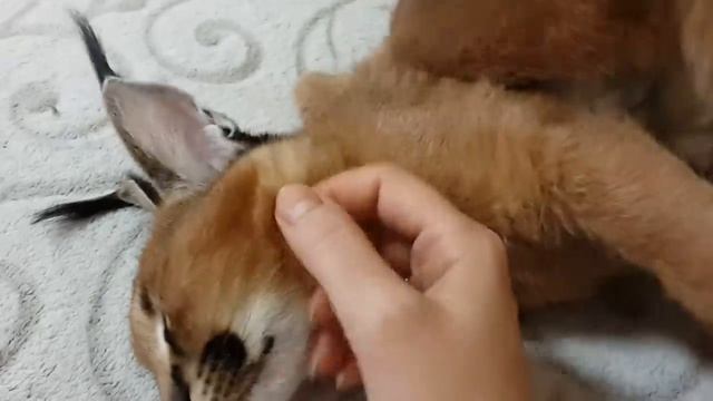 ♔VipLeo. Мурчащий каракал. Caracal.