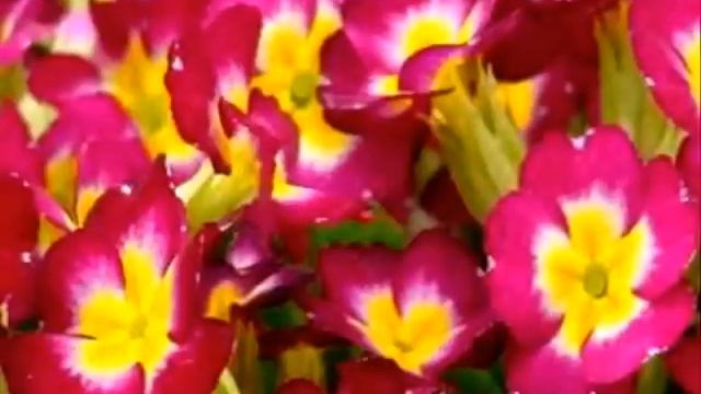 СОВЕТЫ ПО УХОДУ ЗА КОМНАТНОЙ ПРИМУЛОЙ смотреть онлайн