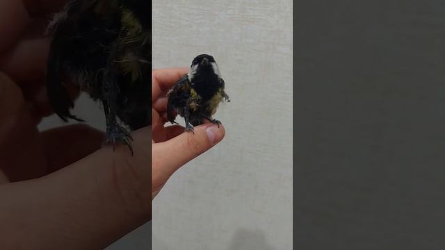 синица попала в мышиный клей смотреть онлайн