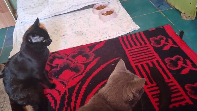 А я и не знала что мои животные питаются воздухом ☺ смотреть онлайн