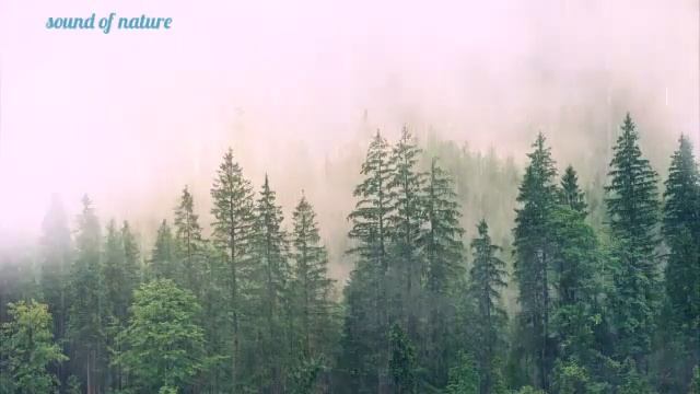 шум дождя в лесу. ruído da choiva no bosque?️#2114-비, 나무, fervenzas, 강, 동물, 바람 소리, paxaros,#30secon смотреть онлайн