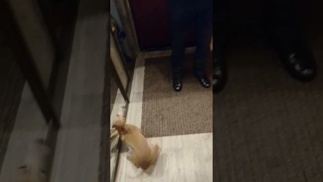 Левретка радуется смотреть онлайн