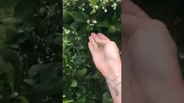 4/20 The Living Classroom's Weekly Observationals Begin! смотреть онлайн