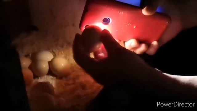 КАК ПРОСВЕТИТЬ ЯЙЦО ПОД НАСЕДКОЙ ? ПРОСТО БЫСТРО смотреть онлайн