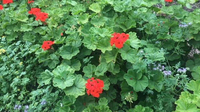 ПОДКОРМКА ГЕРАНИ во время цветения и СПОСОБЫ ВЫРАЩИВАНИЯ!!! смотреть онлайн