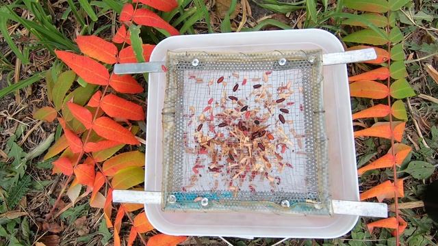 Сито для прикормки. Бюджетное сито для прикормки своими руками. Fishing