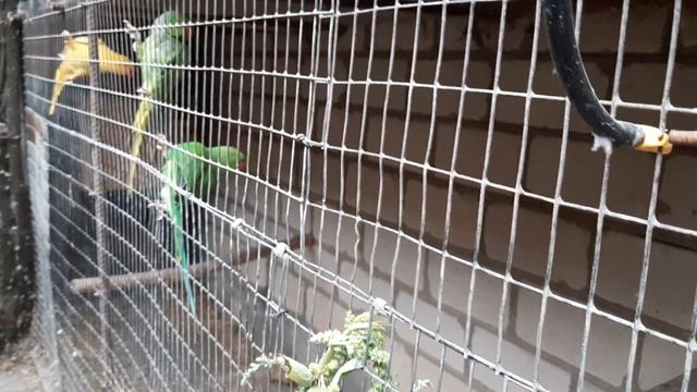 Ожереловые попугаи. смотреть онлайн